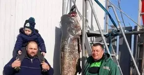 Двама майстори извадиха рекорден 2.5-метров сом край Дунав мост