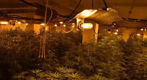 Противобомбено убежище превърнато в модерна оранжерия за канабис