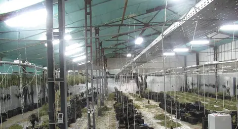 Софийска наркогрупа отглеждала дрога за милиони в стари краварници в Новград