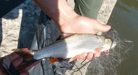 Три бракониерски &bdquo;хапки&ldquo; засечени в езерото Липник