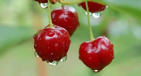 Румънска банка обяви валутните курсове за деня в череши