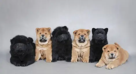 Китаец гледал черни мечета, мислил ги за кучета