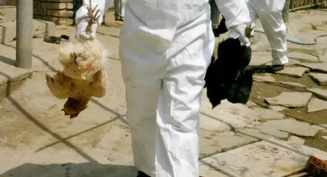 Заради фипронил: 18 000 кокошки под ножа