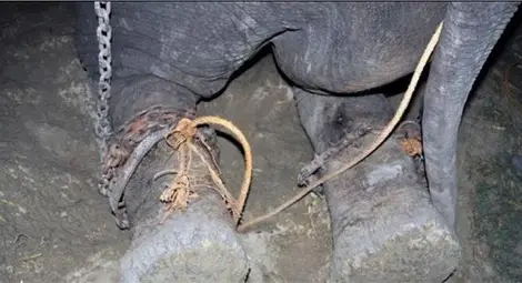 Слон, окован половин век във вериги, се разплаква, когато го освобождават /галерия/