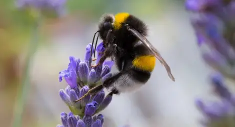 Глобалното затопляне убива пчелите