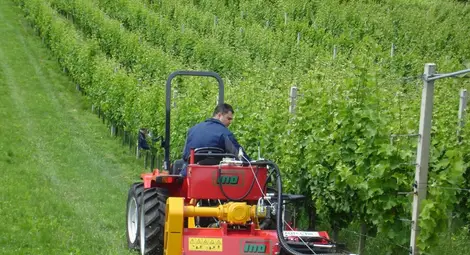 Обучават млади фермери как да гледат трайни насаждения