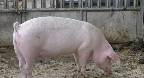 Над 150 частни стопани отново ще отглеждат прасета в дворовете си