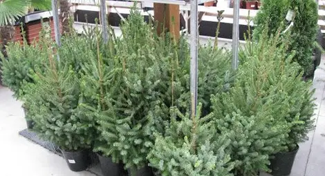 Русенци садят коледна  гора на Баба Марта