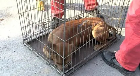 Почина нахапаната от питбули в Червена вода баба Димитрина