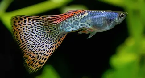 Рибите притежават характер и сложна индивидуалност