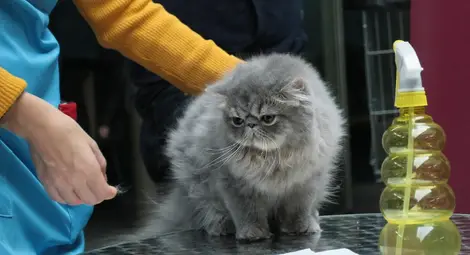 Миризми, които влудяват котките