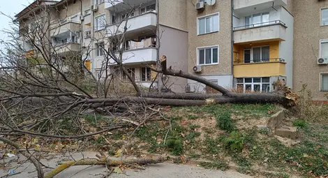 Вятър със скорост над 72 км/ч повали десетки дървета и клони в Русенско