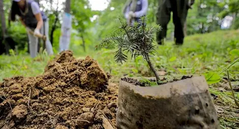 Залесяват близо 1300  декара в Русенско