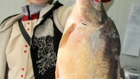 Шаранът по-евтин за Никулден Шаранът по-евтин за Никулден