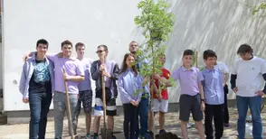 Ученици засадиха две офики в двора на Немското училище