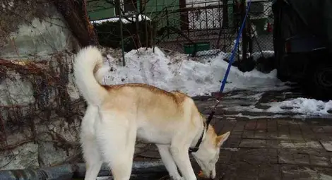 Издирват собствениците на открито в центъра на Русе куче с чип и медальон