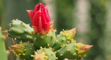 Полезни и вредни растения в дома