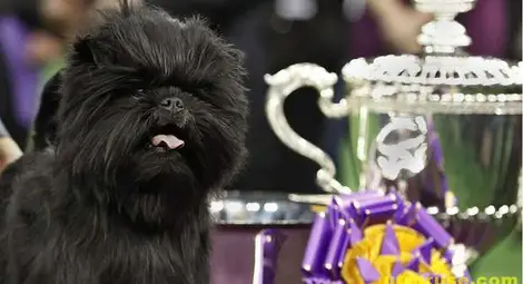 В САЩ избраха най-красивото куче