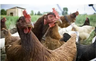 Домашни кокошки с птичи грип в Бургаско