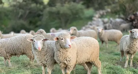 Расте броят на заразените с чума дребни преживни животни в Румъния, Драгомир Драганов е в постоянен контакт с властите в двете държави