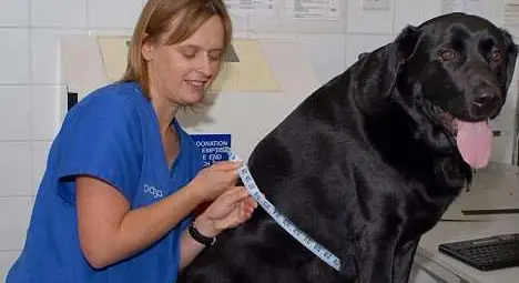 Кучешки живот - извънредно дебел лабрадор подложен на безмилостна диета