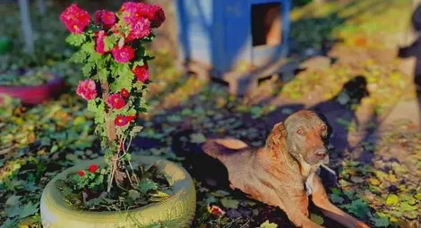Приютът за животни в Русе - пример за грижата за безпризорни четириноги в България
