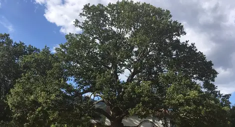 Дъбът от с. Насалевци