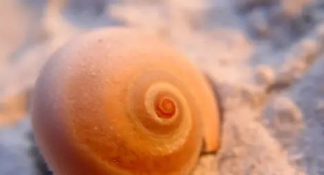 Отрова от рапан като обезболяващо &ndash; пет пъти по-силно от морфина