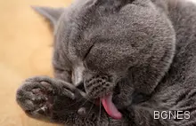 Фелинолог: Черната котка не носи лош късмет