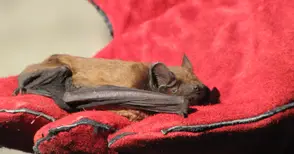 73 прилепа се подслонили в хралупа в изсъхнало дърво