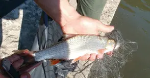 Иззеха пет „парашута“ на бракониери