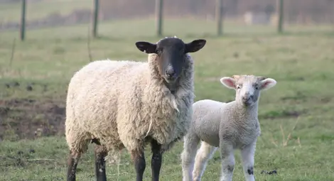 Агнешкото месо държи рекордна цена в Русе Агнешкото месо държи рекордна цена в Русе