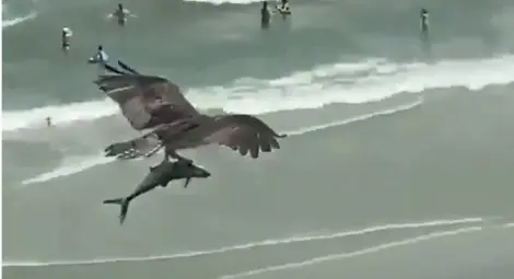 Орел сграбчи акула и прелетя с нея над оживен плаж (ВИДЕО) Орел сграбчи акула и прелетя с нея над оживен плаж (ВИДЕО)