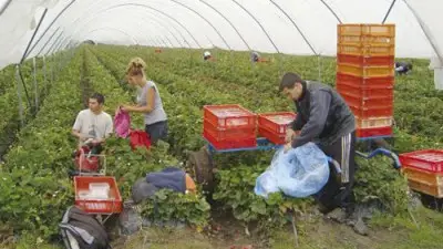 Масово експлоатират български работници в чужбина Масово експлоатират български работници в чужбина