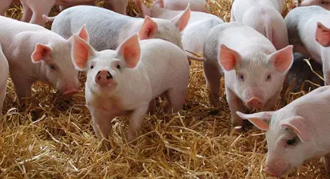 Заселването на прасета в личните стопанства започва от 21 септември