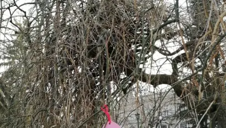 Традиция е всяка година Дървото на влюбените да бъде окичвано с любовни послания валентинки.                       Снимка: Архив
