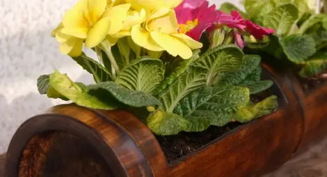 Стайните растения понижават стреса