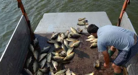 1200 шарана населиха вчера езерото Липник