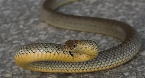 Змия хвърли в паника детска градина