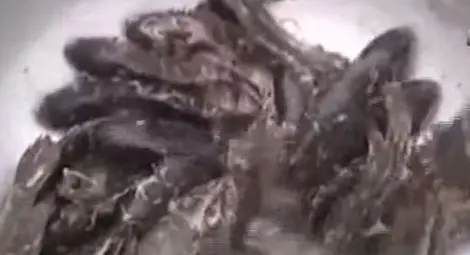 Риби заваляха от небето над Шри Ланка