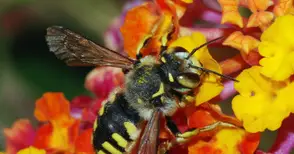 Нов закон за растенията пази пчелите от отрови
