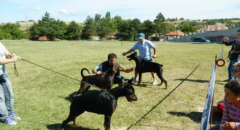 Румънски добермани станаха  шампиони в киноложка изложба