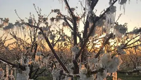 Черешите загинаха, слана съсипа костилковите плодове Черешите загинаха, слана съсипа костилковите плодове