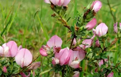 С чай от гръмотрън се свалят до 2-3 кг на месец