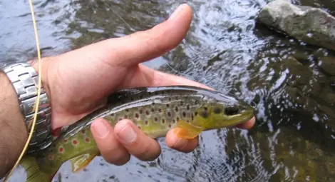 Забранява се риболова на балканска пъстърва