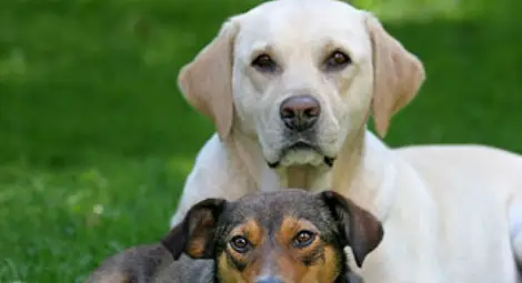 Зоополиция напролет Зоополиция напролет