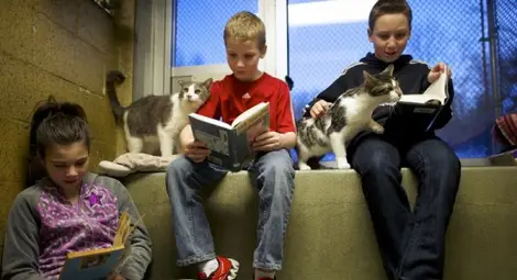 Чело коте книжки. Деца четат на животни в спасителен център в САЩ