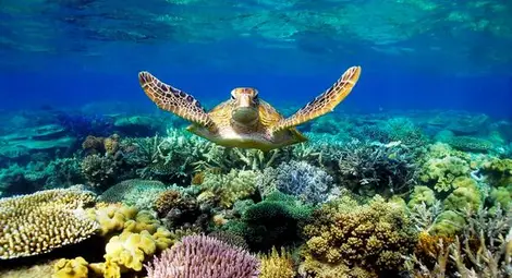 Коралите в Големия бариерен риф отново избеляват