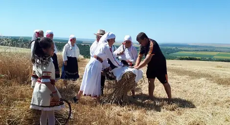 В Долна Студена ритуално жънаха със сърпове пшеничните масиви
