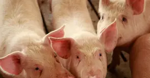 „Свинекомплекс Бръшлян“ вдига нова сграда за 2400 прасета